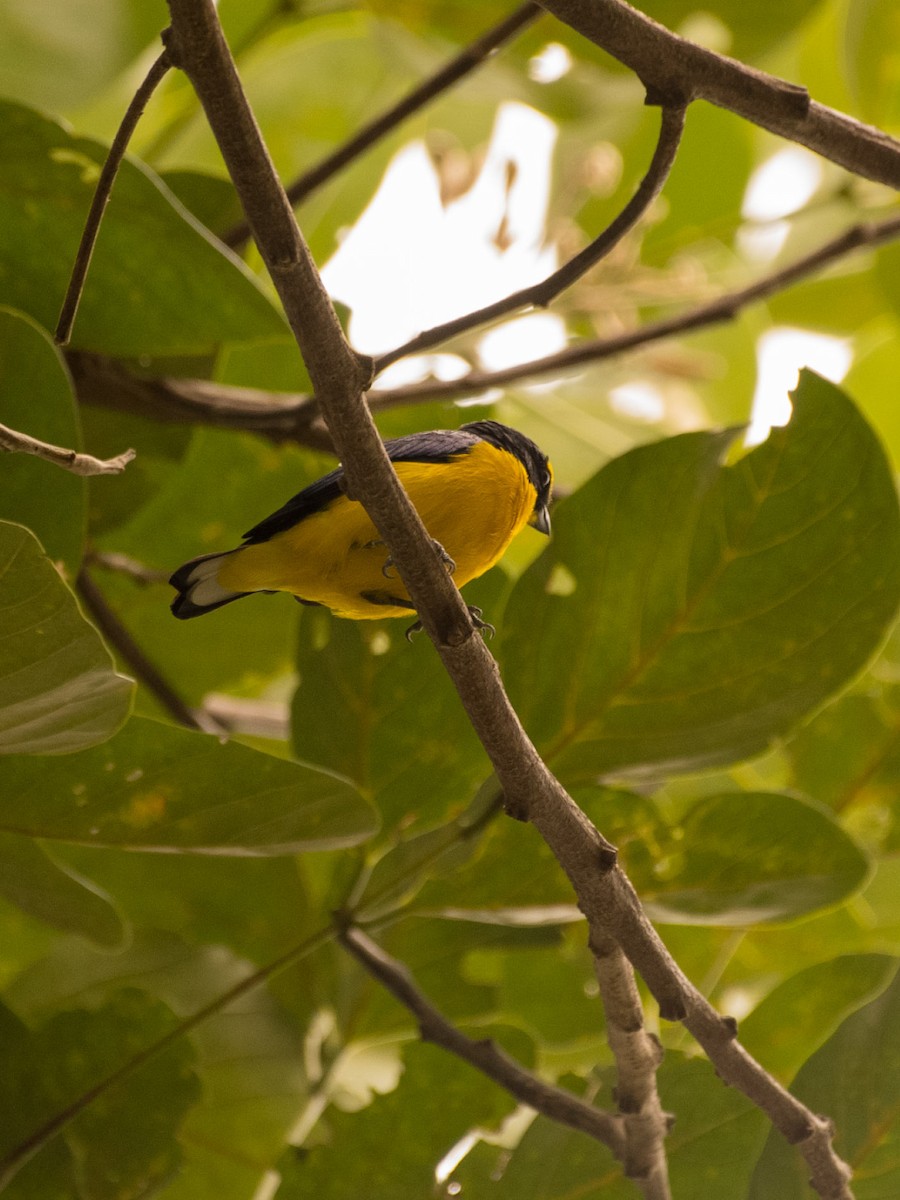 Orange-crowned Euphonia - ML639957051