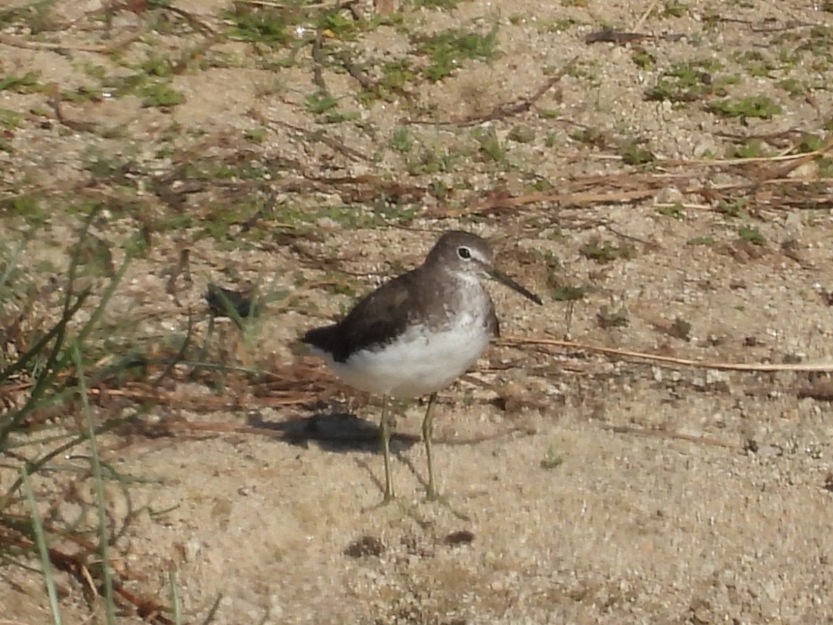 Green Sandpiper - ML639957121