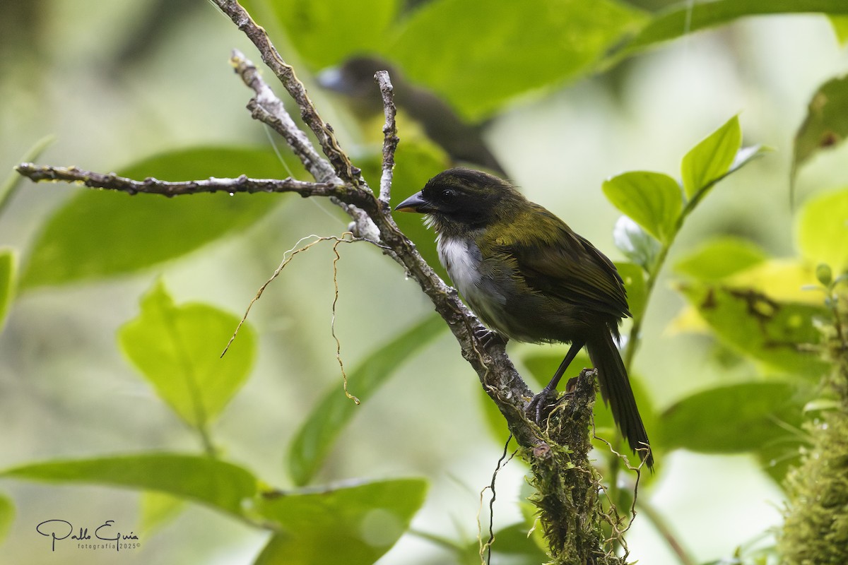 Black-headed Brushfinch - ML639957184