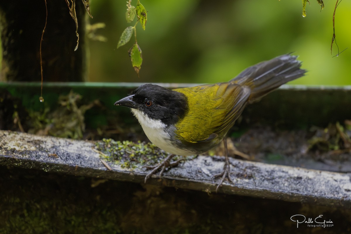 Black-headed Brushfinch - ML639957185