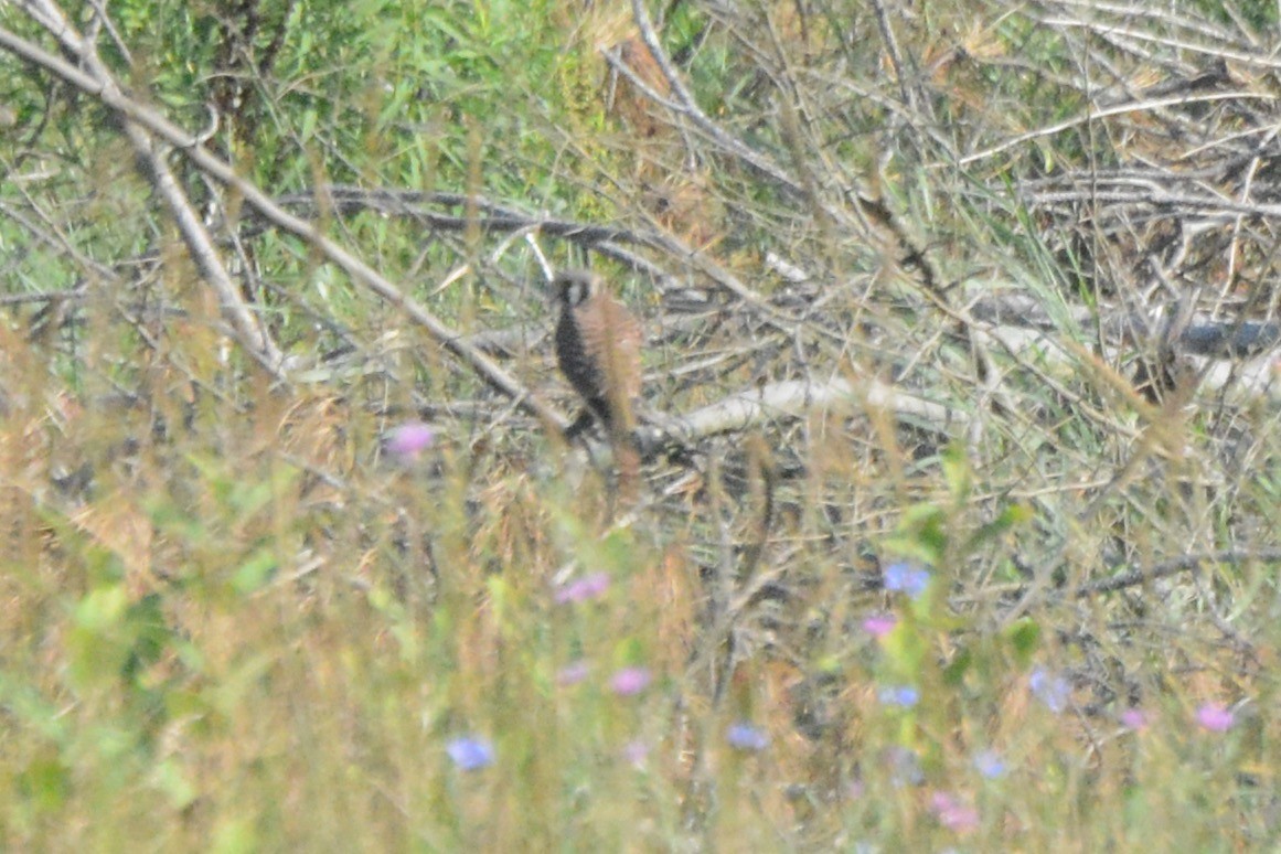 American Kestrel - ML639957299