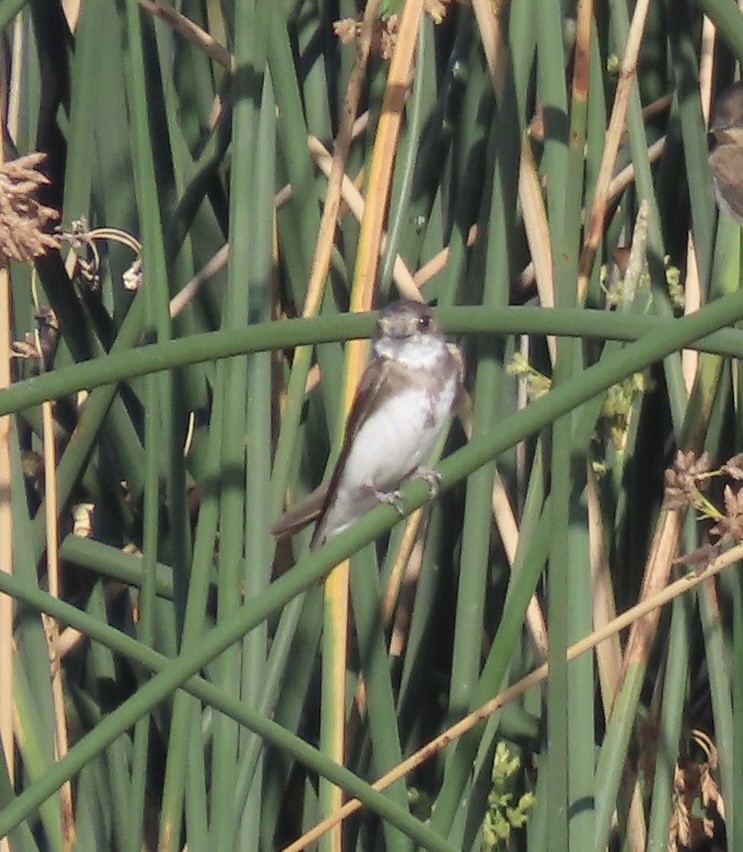 Bank Swallow - ML639957323