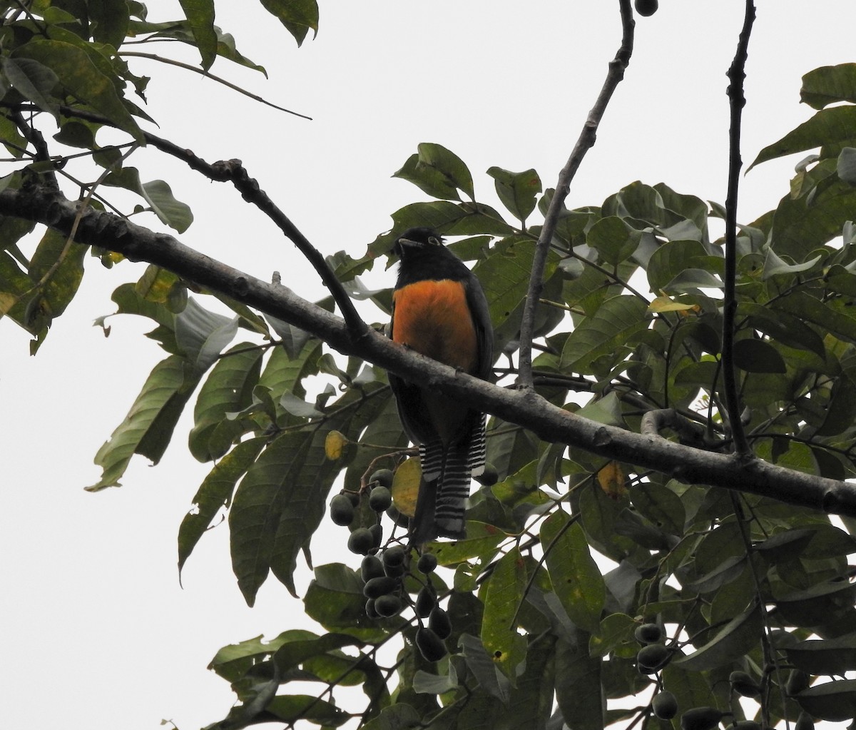 Grünschwanztrogon - ML639957338