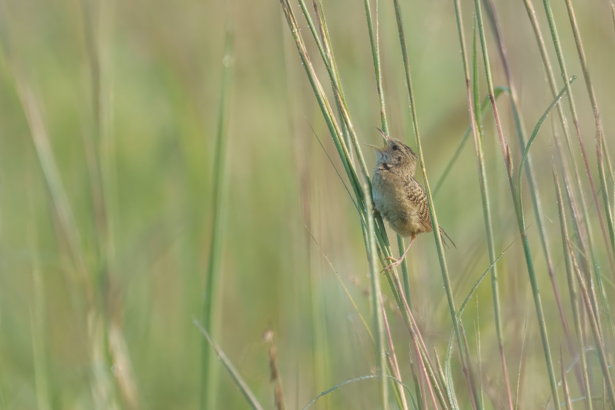 Sedge Wren - ML639957392