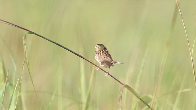 Henslow's Sparrow - ML639957408