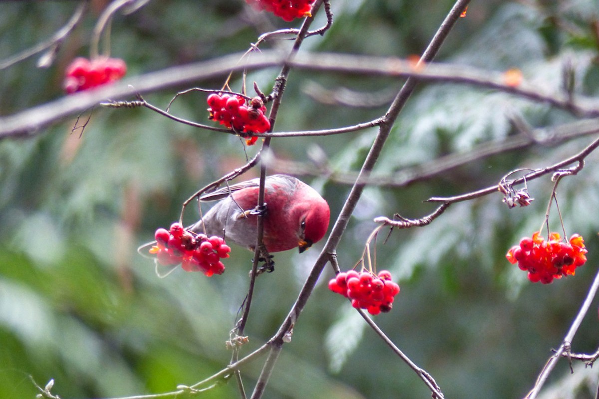 Pine Grosbeak - ML639957553