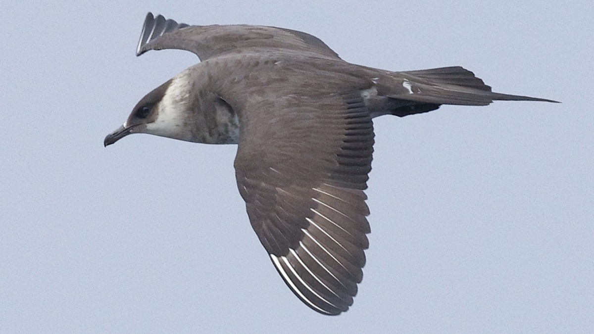 Parasitic Jaeger - ML639957572