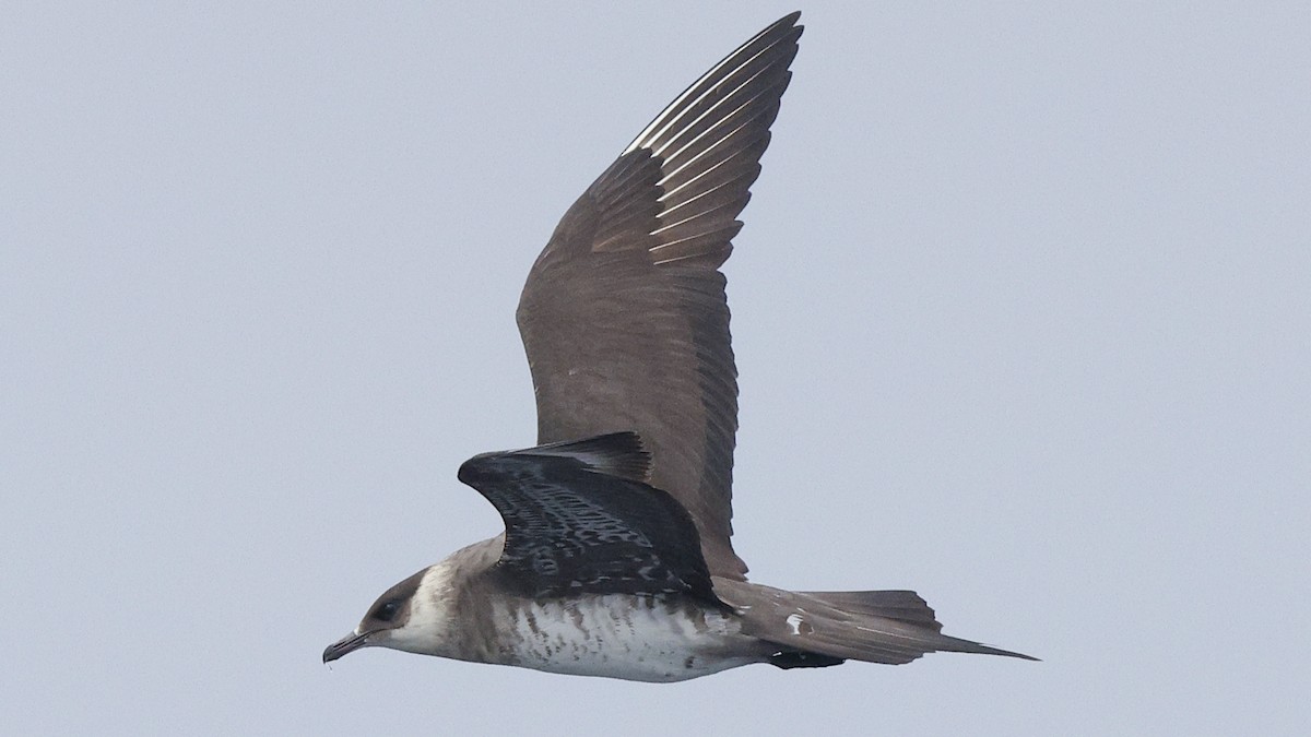 Parasitic Jaeger - ML639957573