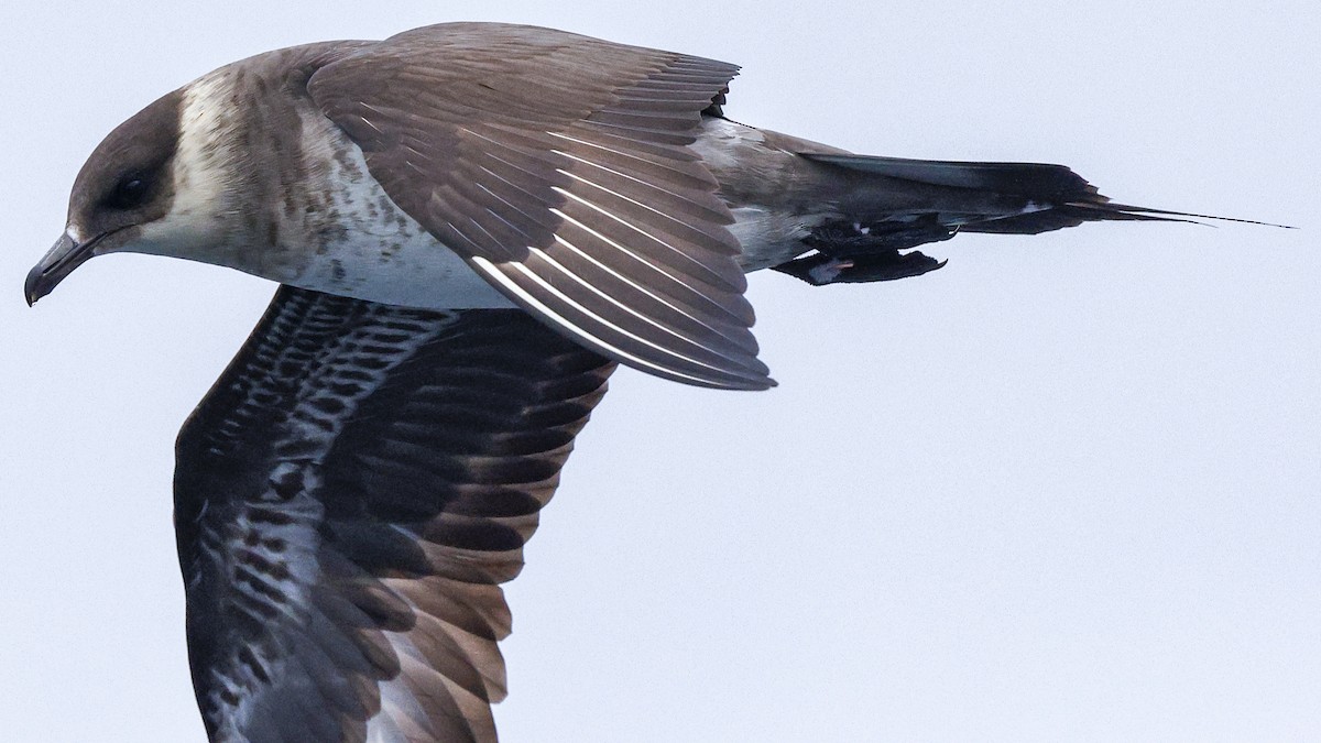 Parasitic Jaeger - ML639957574