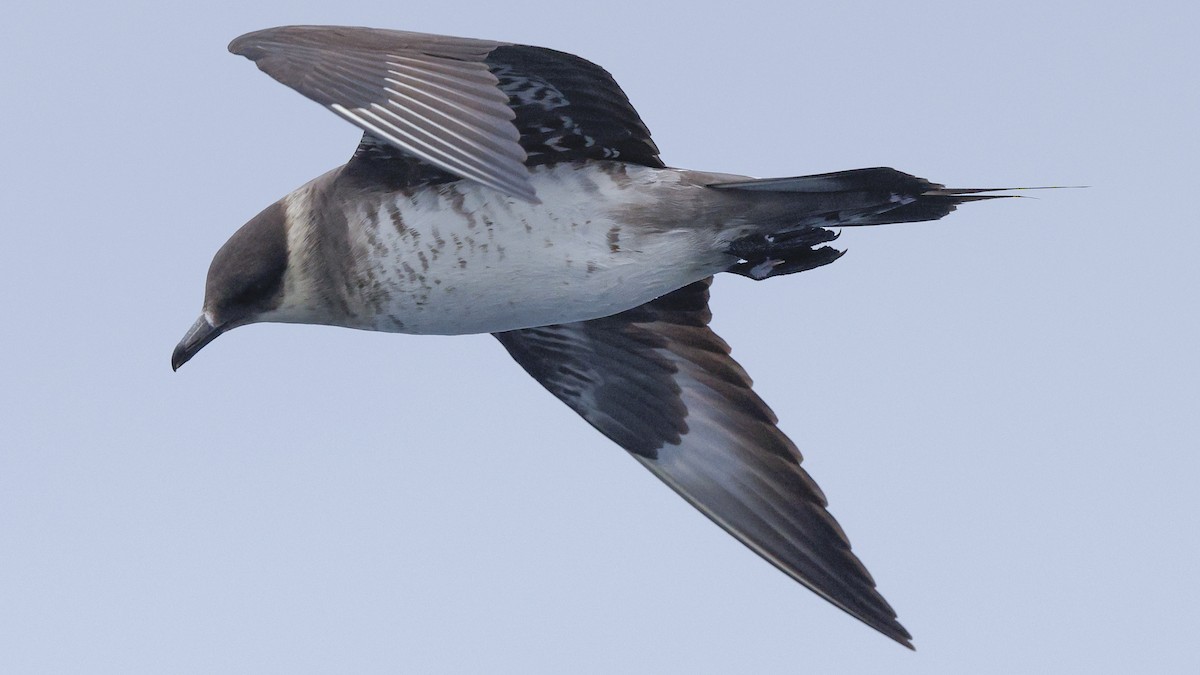 Parasitic Jaeger - ML639957575