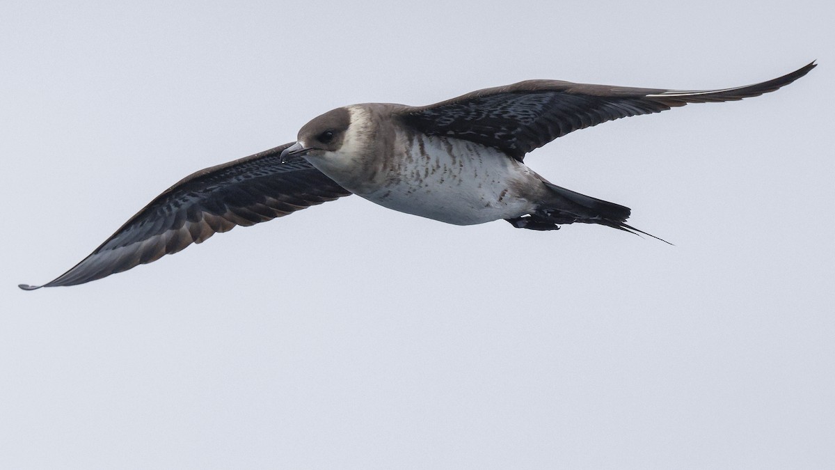 Parasitic Jaeger - ML639957577