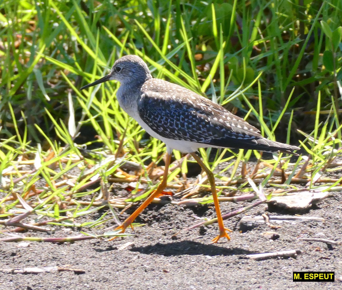 Totano zampegialle minore - ML639957699