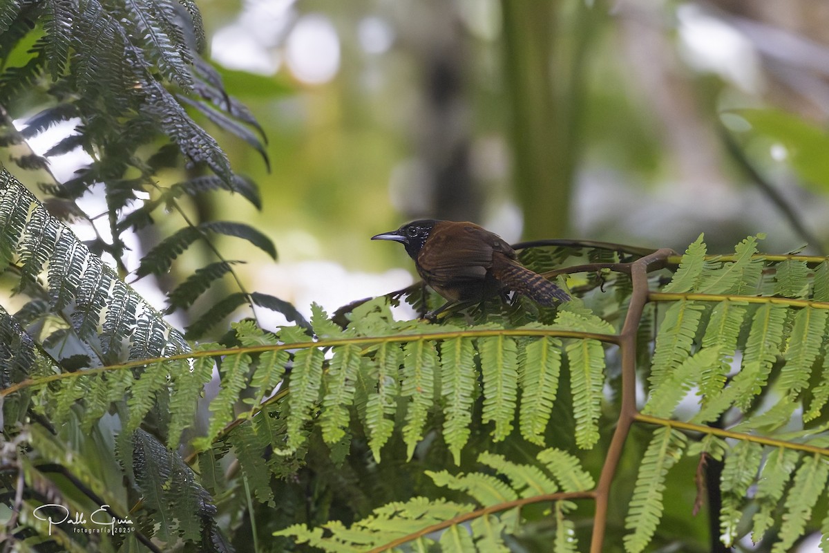 Sooty-headed Wren - ML639957733