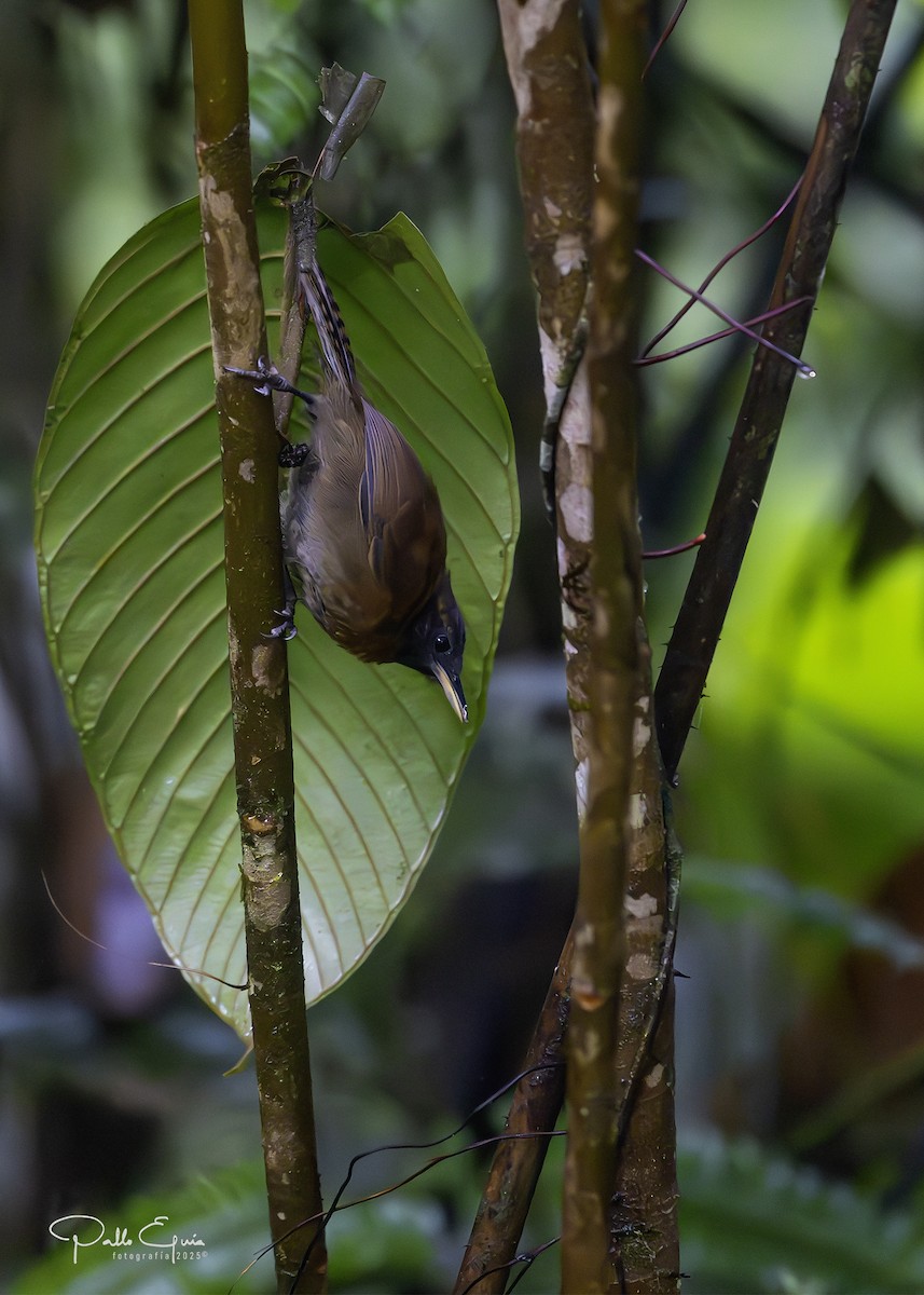 Sooty-headed Wren - ML639957734