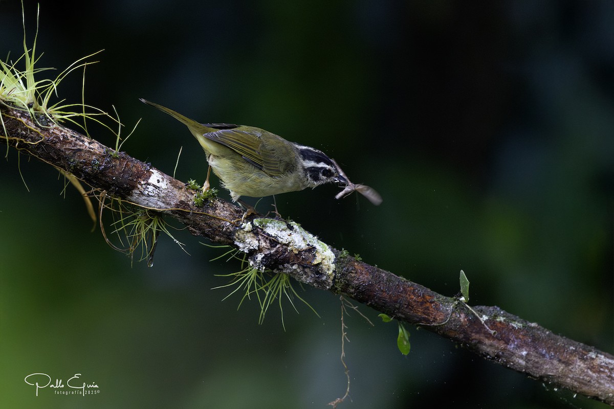 Three-striped Warbler - ML639957800