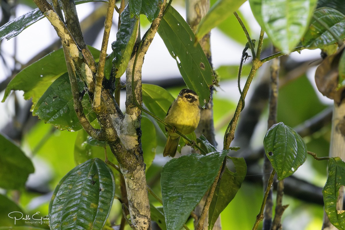Three-striped Warbler - ML639957801