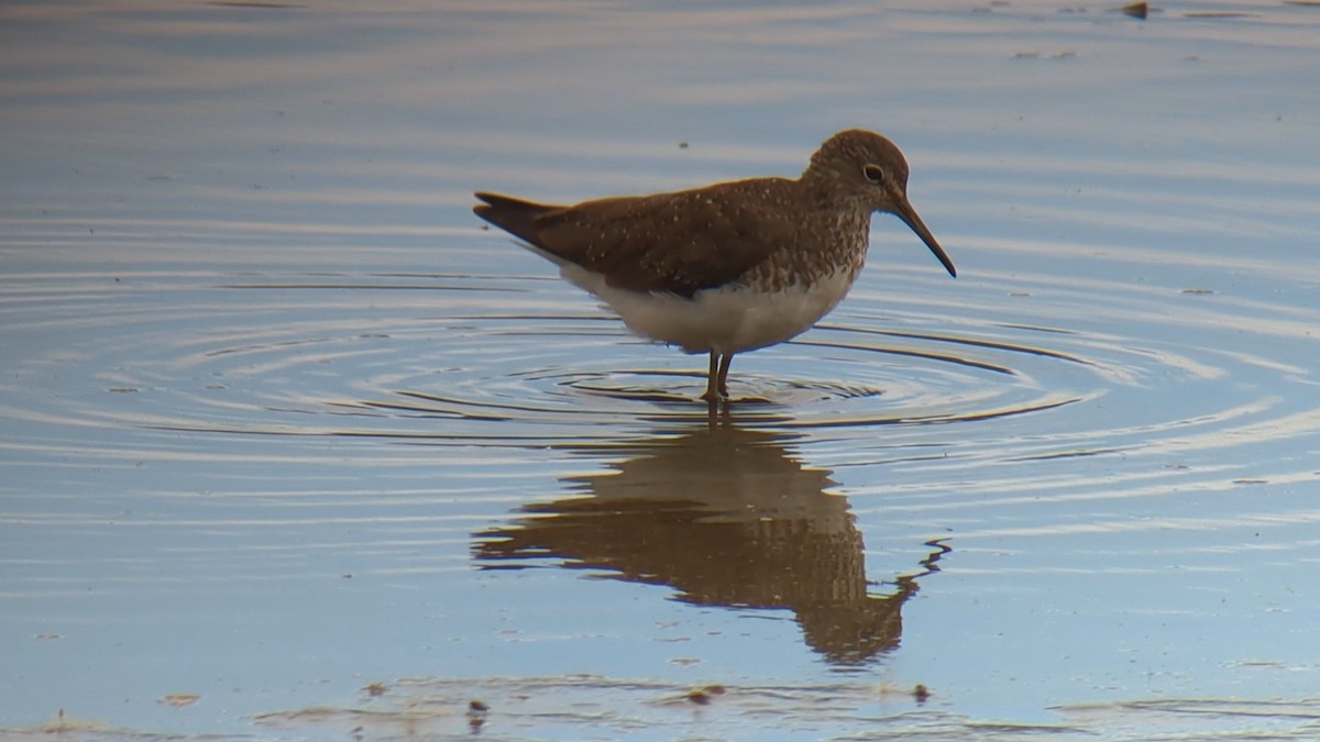 Green Sandpiper - ML639957842