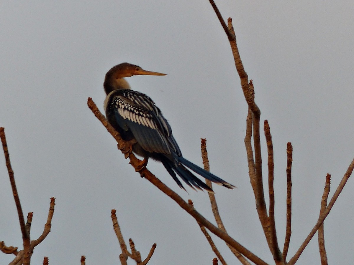 Anhinga - ML639957852