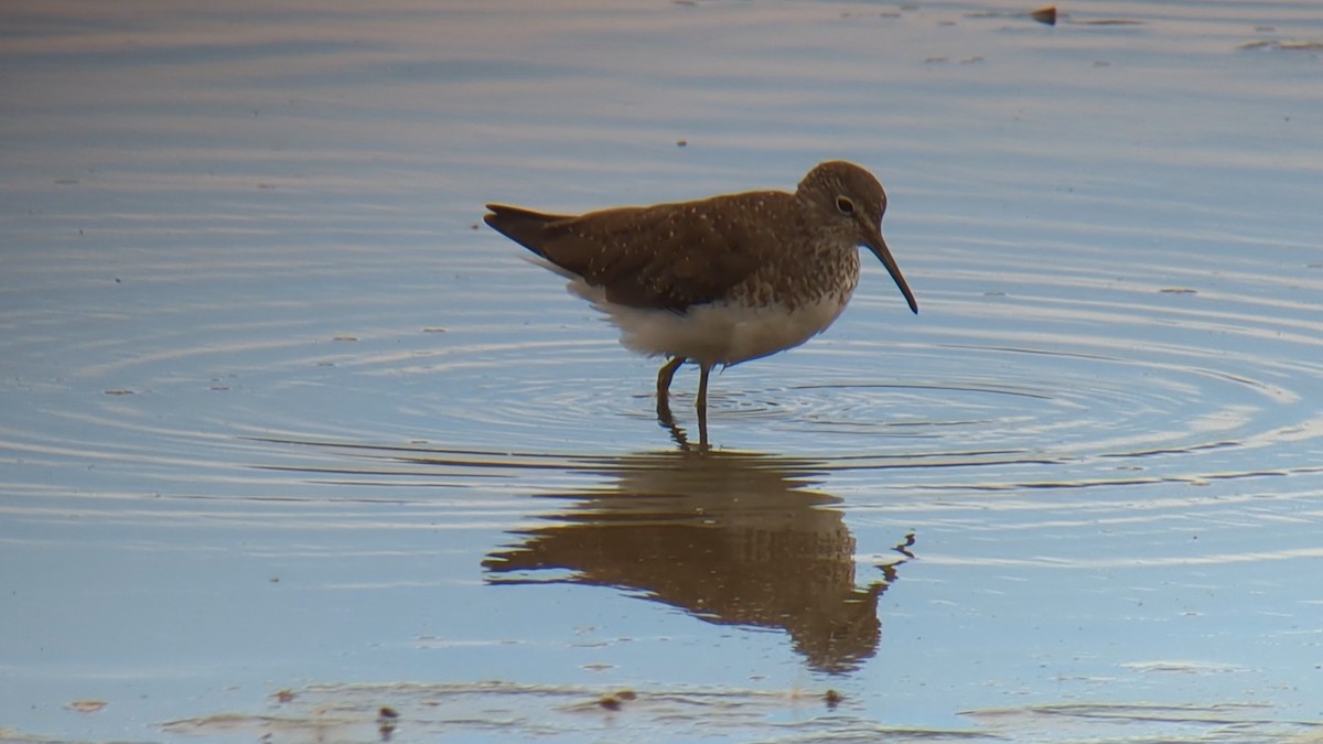 Green Sandpiper - ML639957856