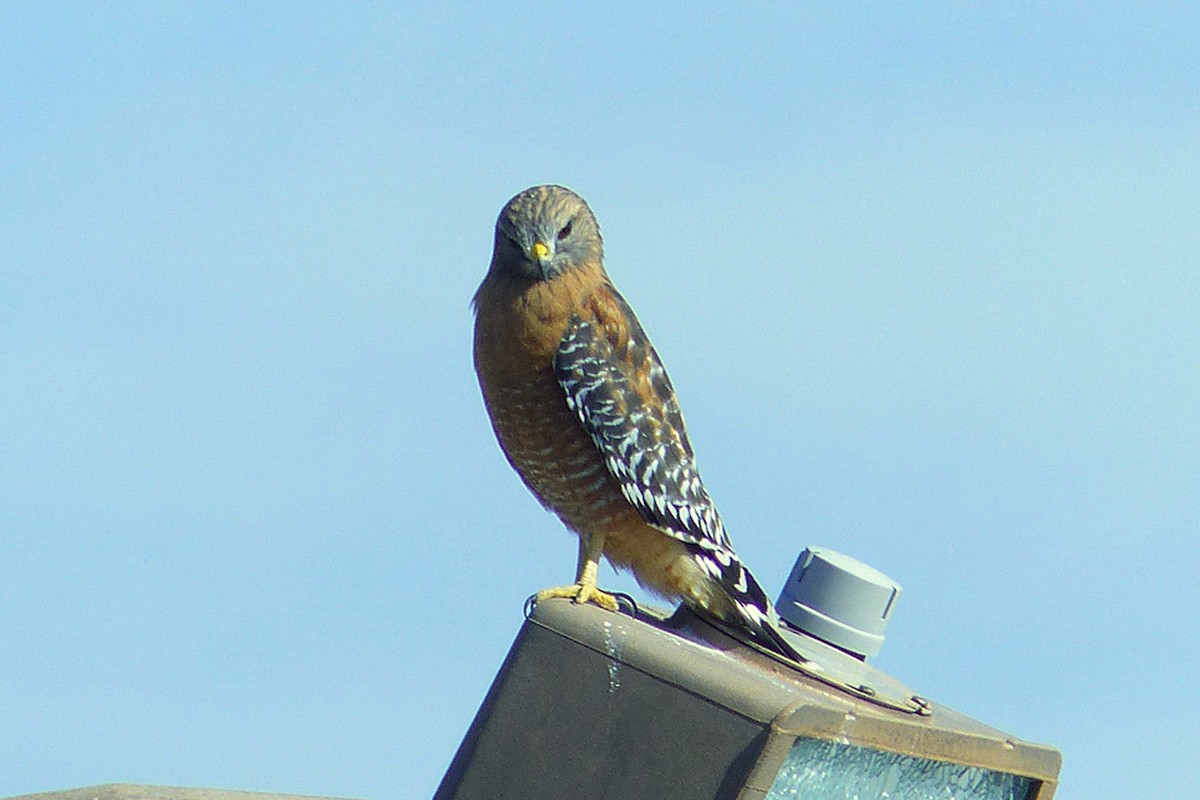 Red-shouldered Hawk - ML639957879