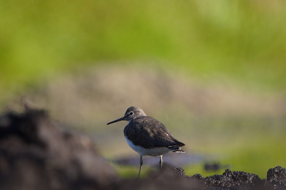 Green Sandpiper - ML639957961