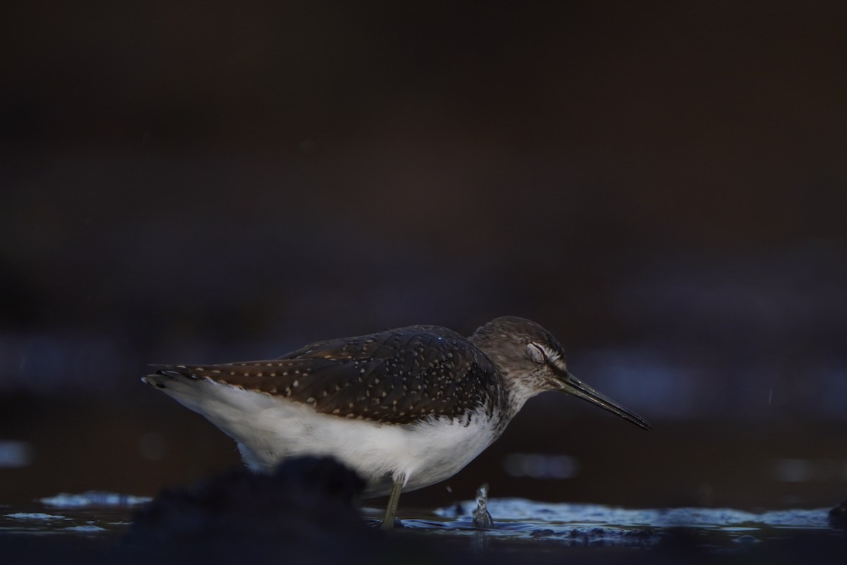 Green Sandpiper - ML639957962