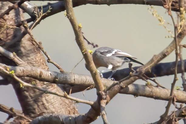 Black-backed Puffback - ML639958027