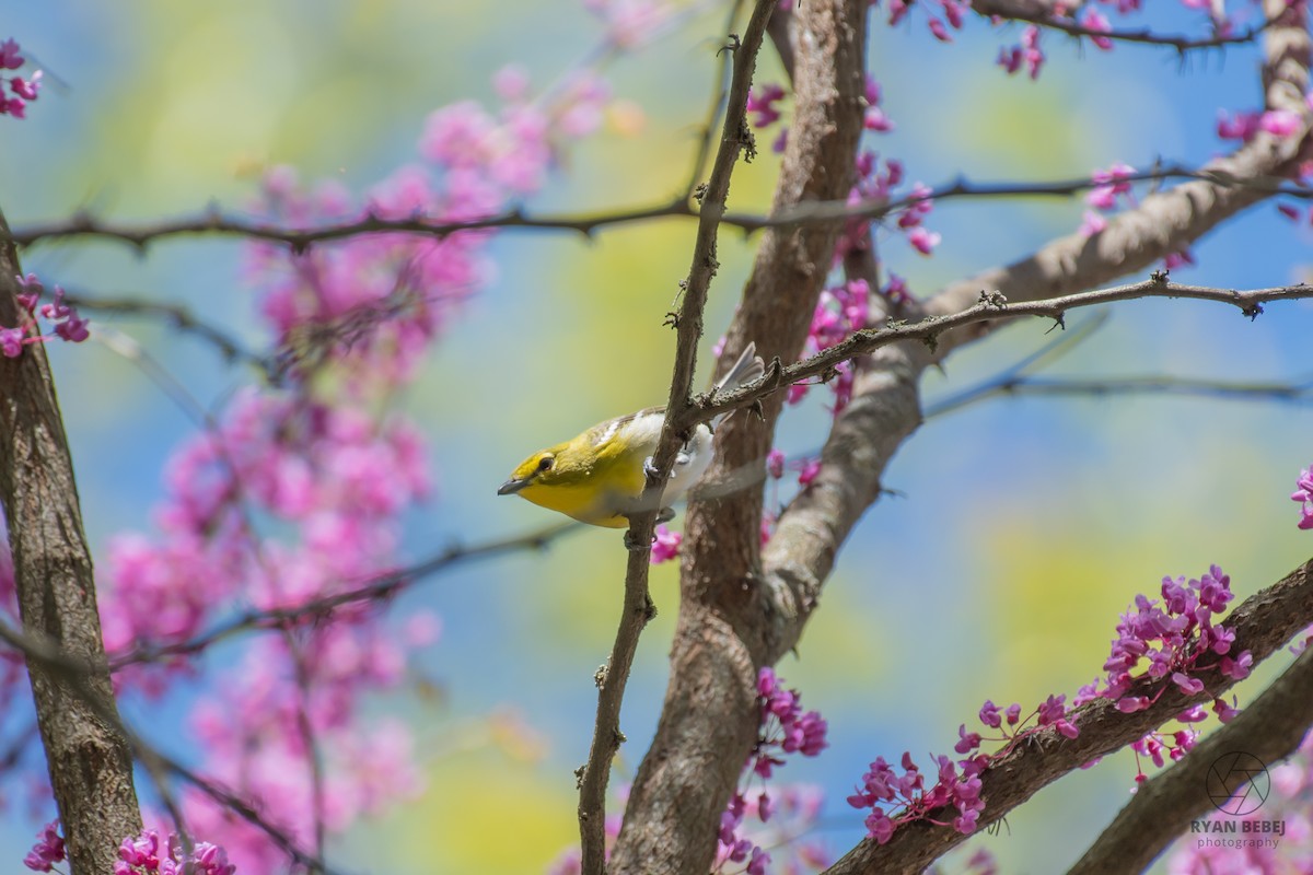Yellow-throated Vireo - ML639958035