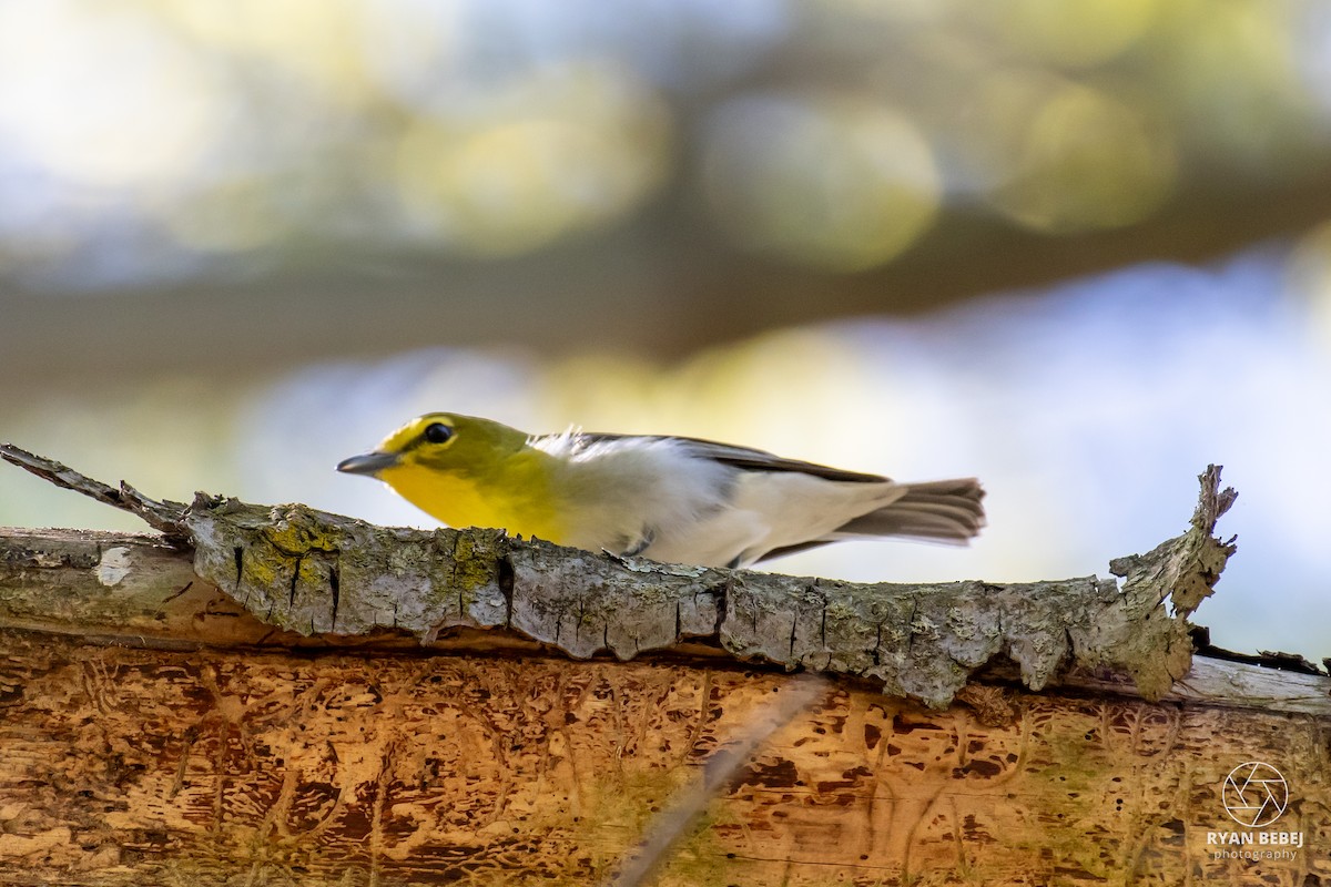 Yellow-throated Vireo - ML639958038