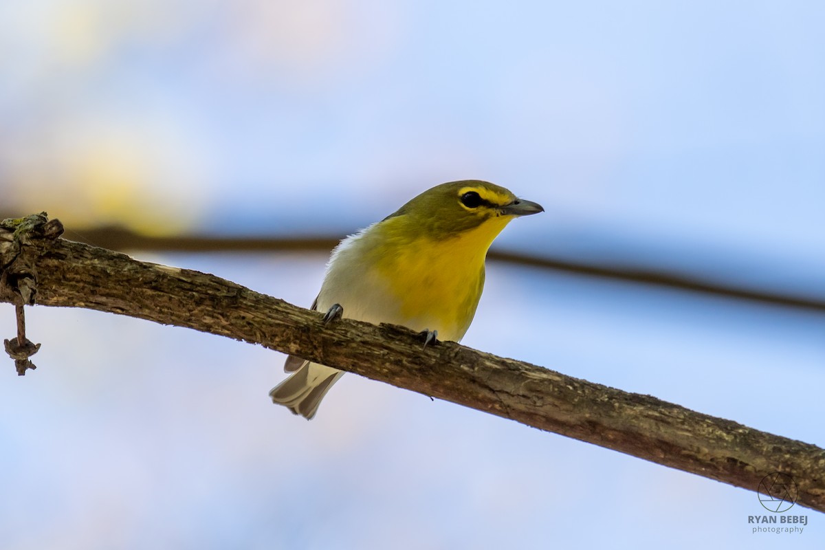 Yellow-throated Vireo - ML639958041