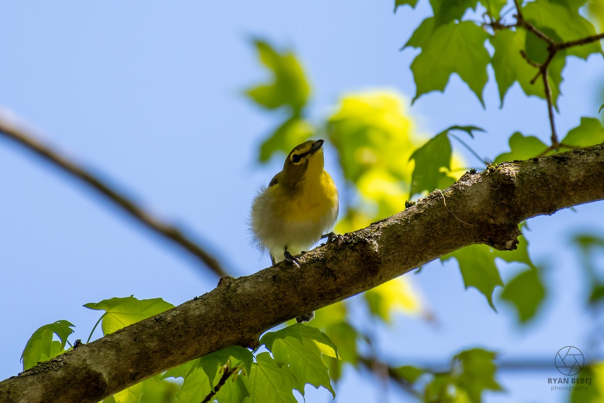 Yellow-throated Vireo - ML639958043