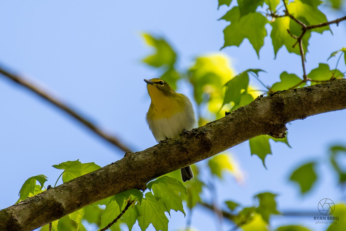 Yellow-throated Vireo - ML639958046