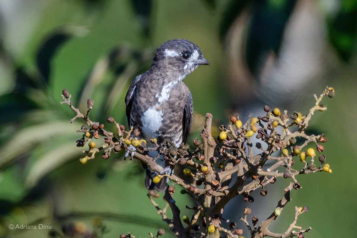 White-browed Purpletuft - ML639958050