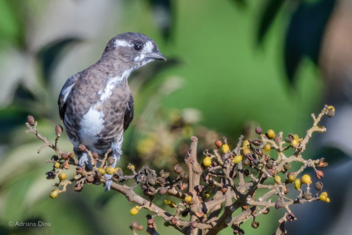 White-browed Purpletuft - ML639958053