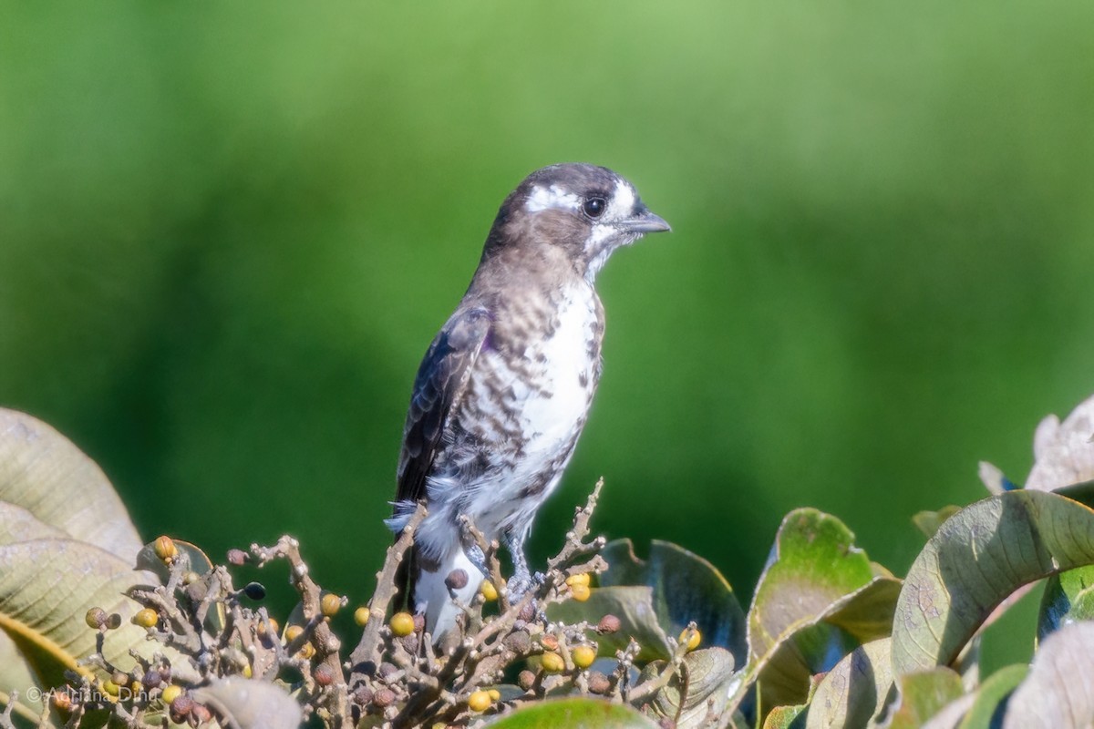 White-browed Purpletuft - ML639958055