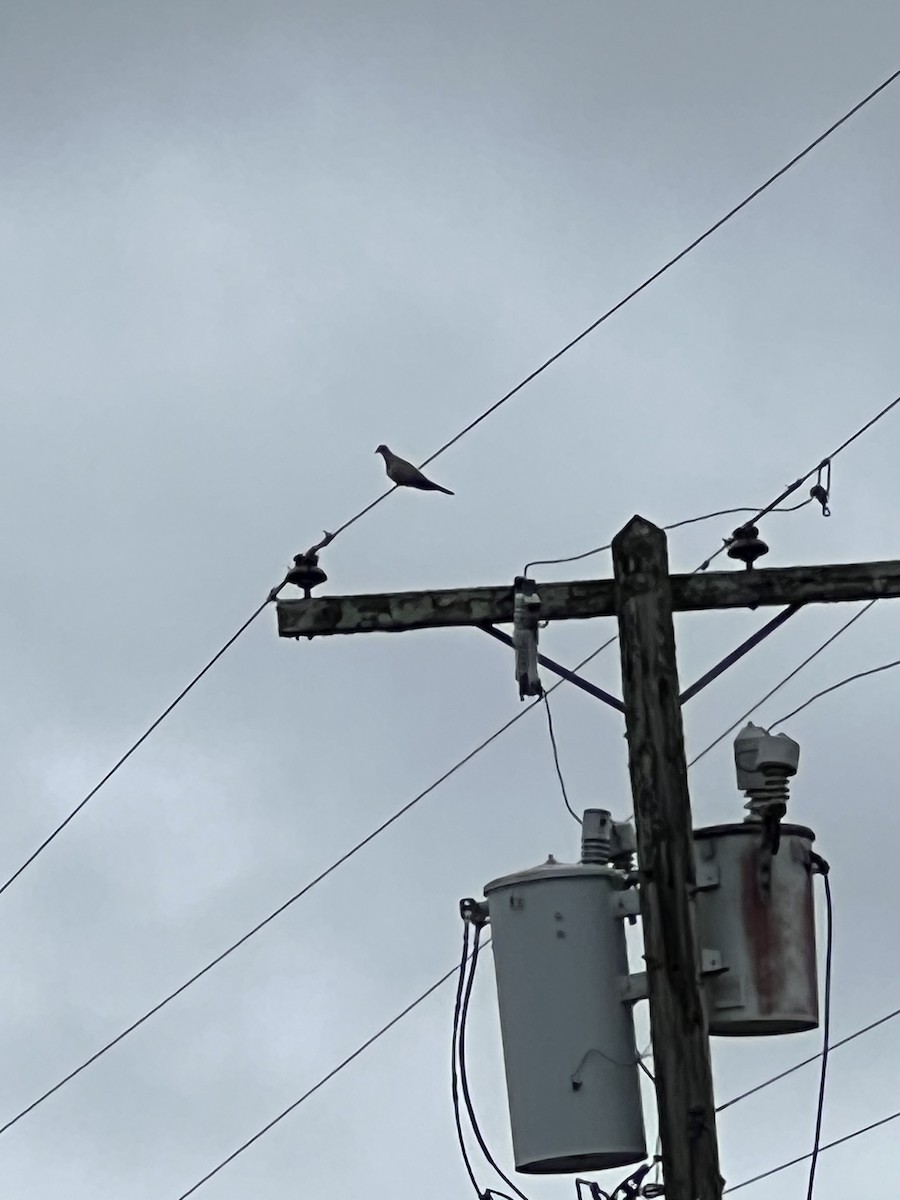 Eurasian Collared-Dove - ML639958127
