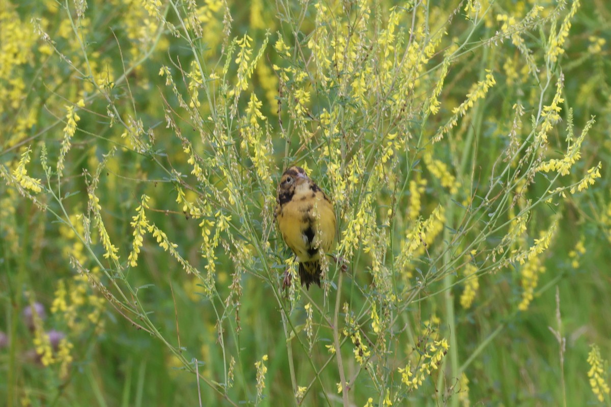 Bobolink - ML639958175