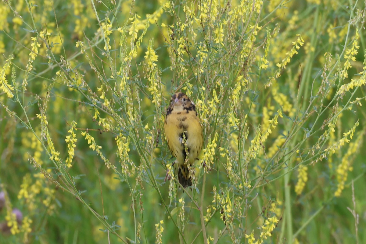 Bobolink - ML639958176