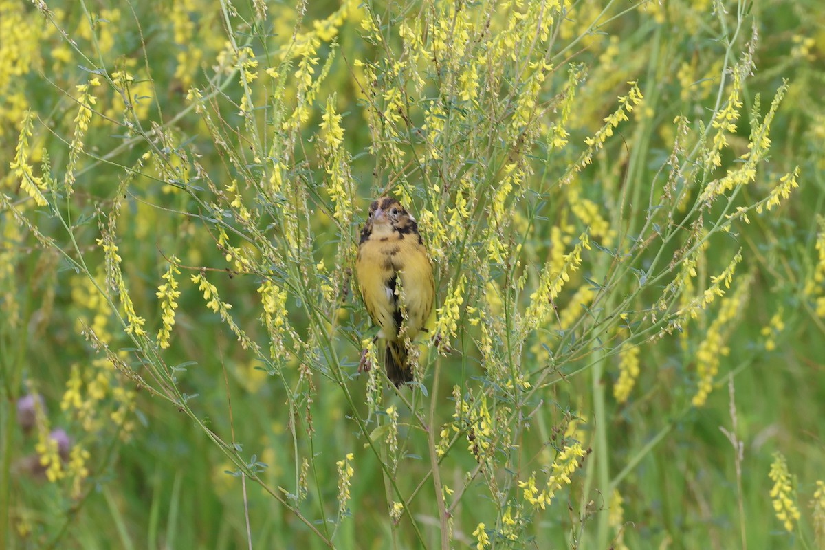 Bobolink - ML639958177