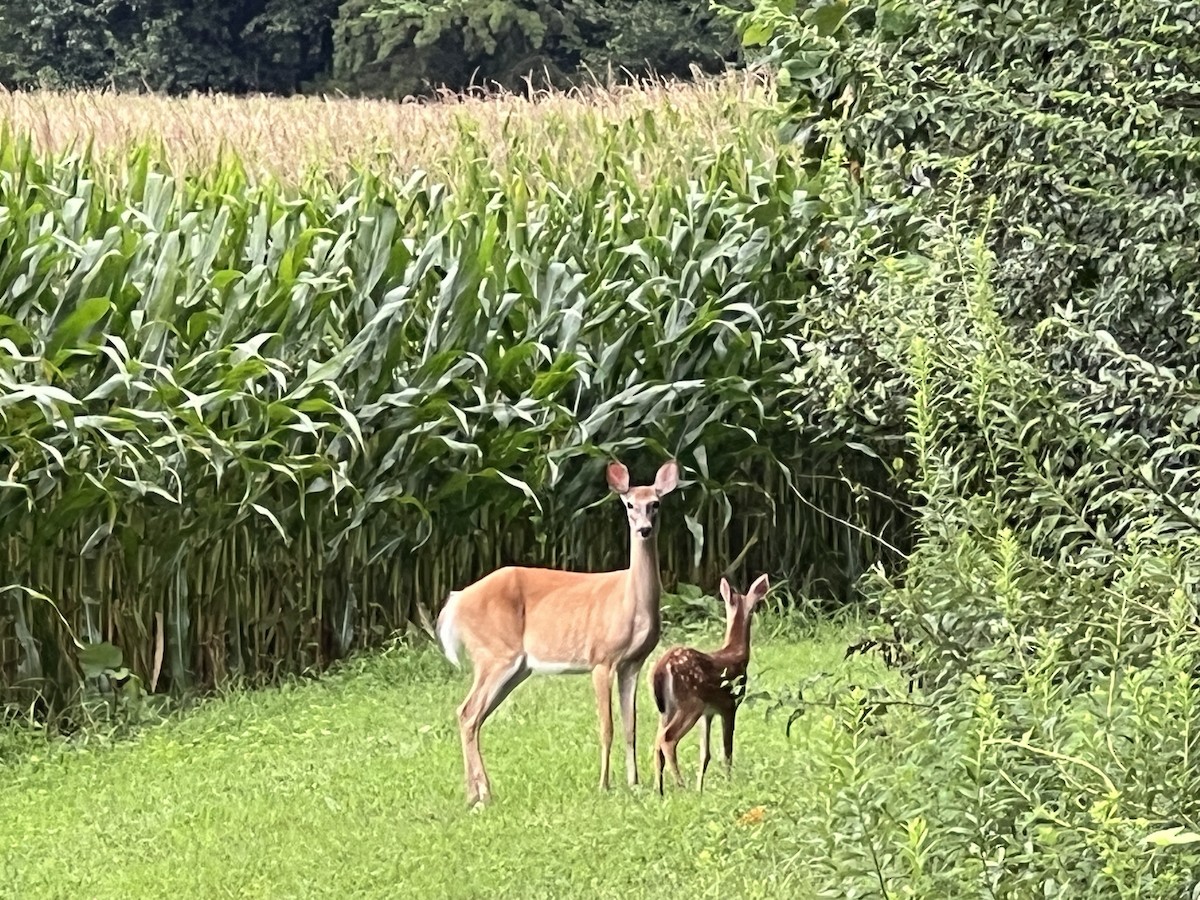 Animals - ML639958270