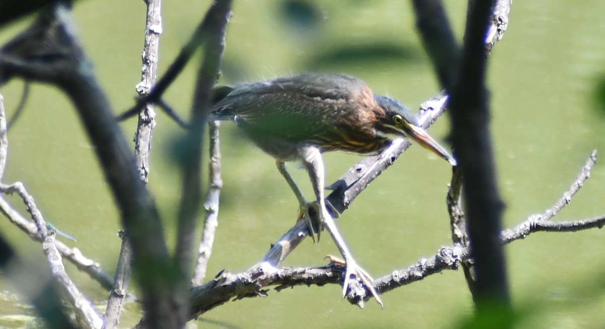 Green Heron - ML639958285
