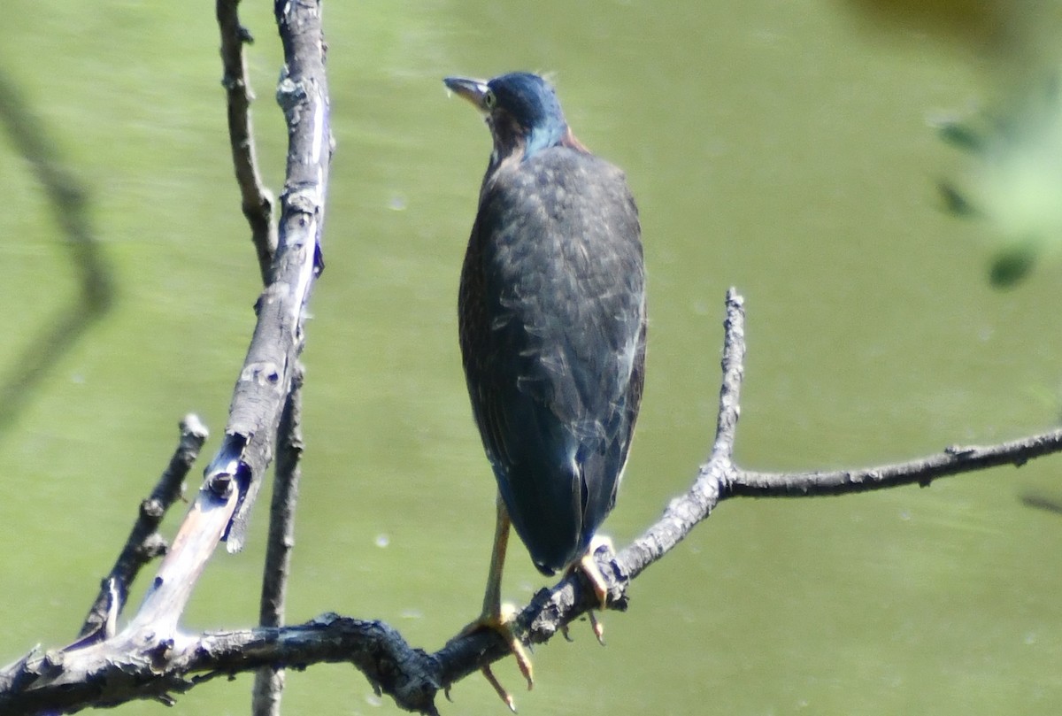 Green Heron - ML639958295