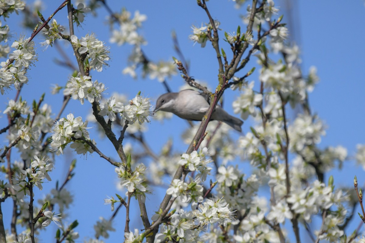 Lesser Whitethroat - ML639958327