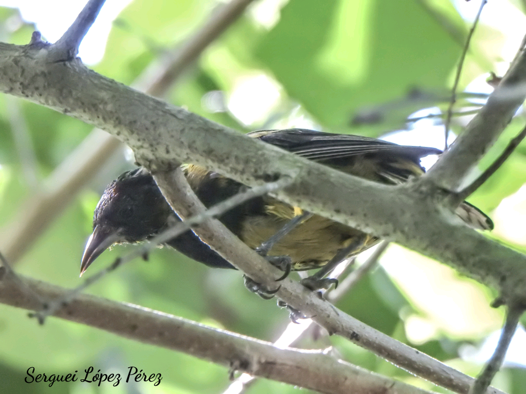 Turpial Cubano - ML639958386