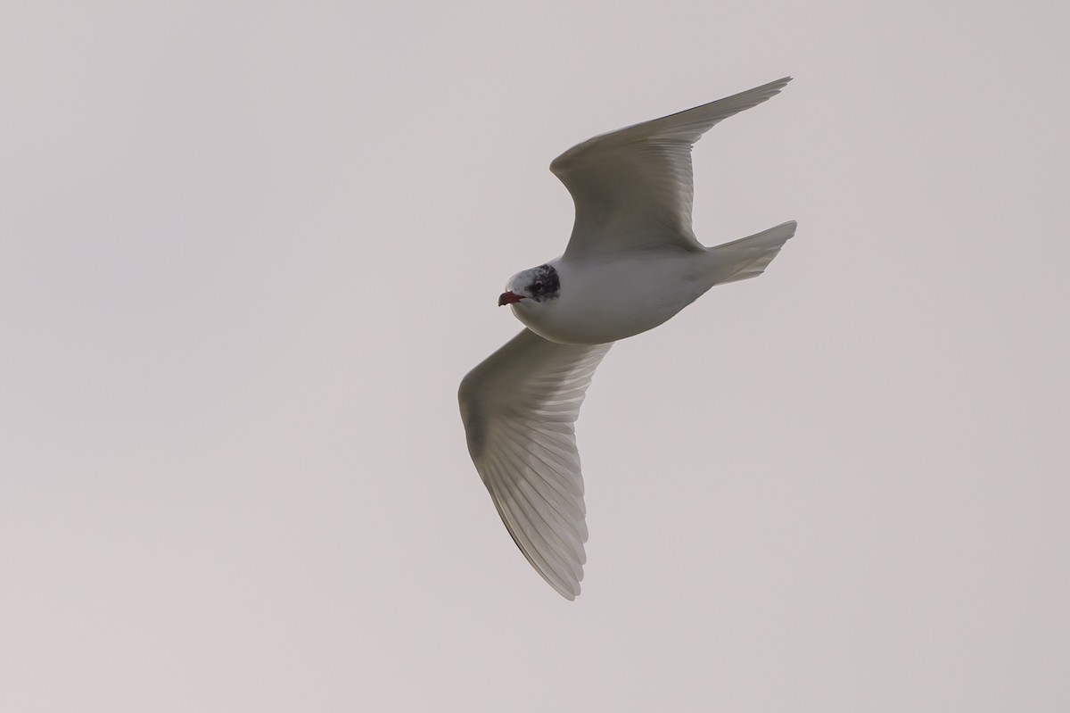 Mediterranean Gull - ML639958427