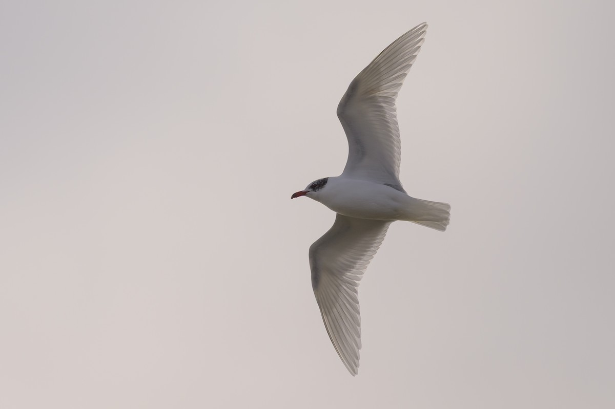 Mediterranean Gull - ML639958428