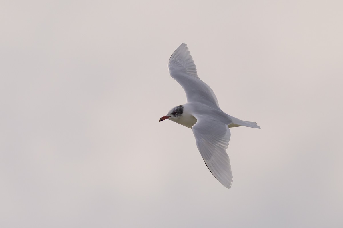 Mediterranean Gull - ML639958429