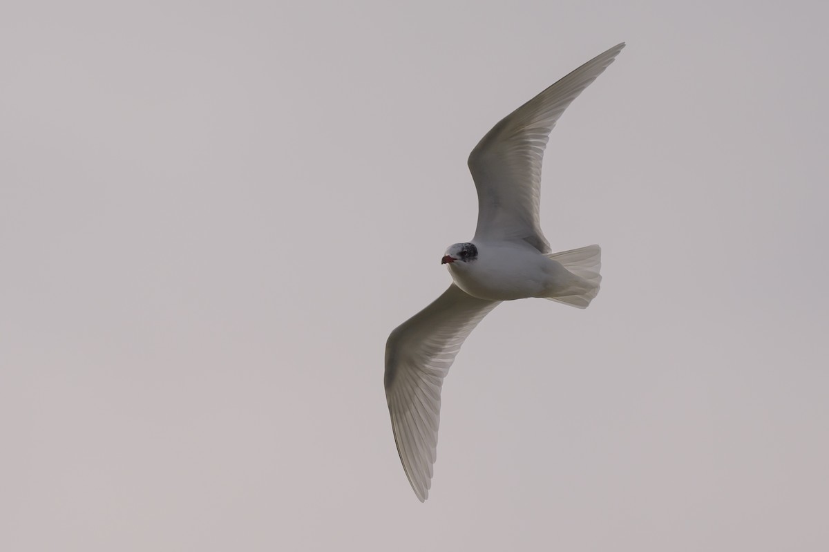 Mediterranean Gull - ML639958430