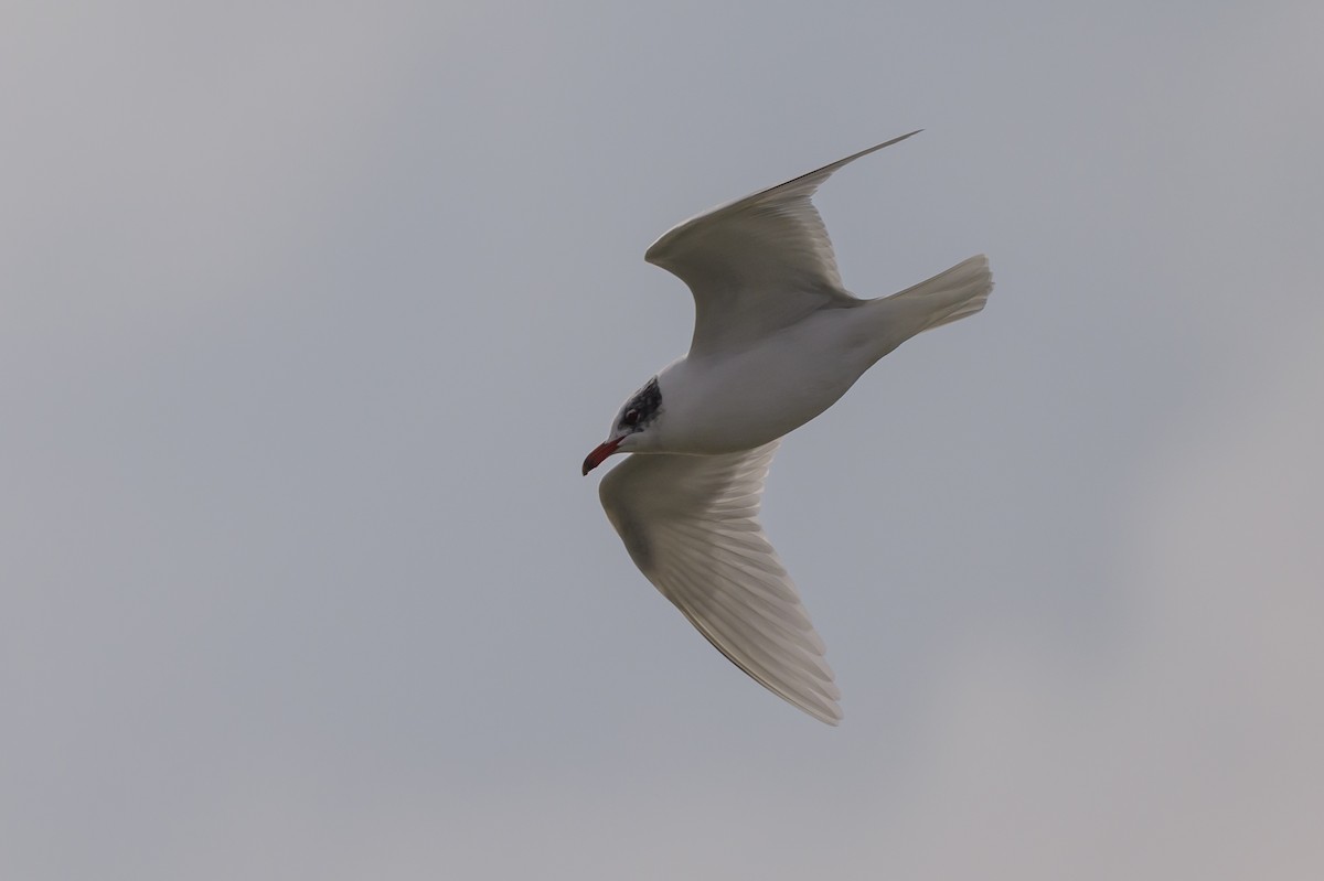Mediterranean Gull - ML639958431