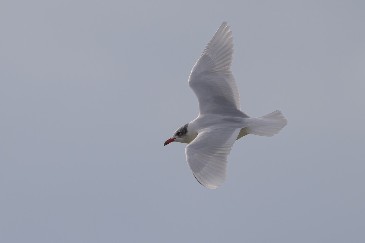Mediterranean Gull - ML639958432